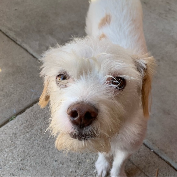 Meet your Posher, Abigaile - Picture 1 of 1